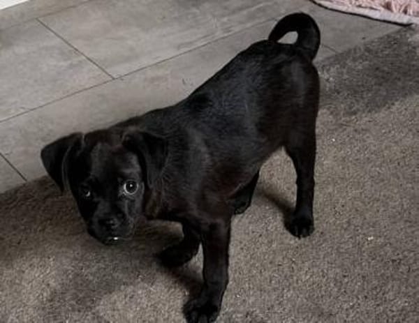 Kleiner Loui❤ sucht Kuschelflat