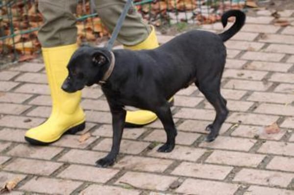 Bonni - kinderlieb u. sehr verspielt