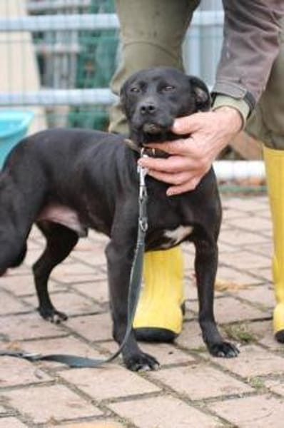 Bonni - kinderlieb u. sehr verspielt