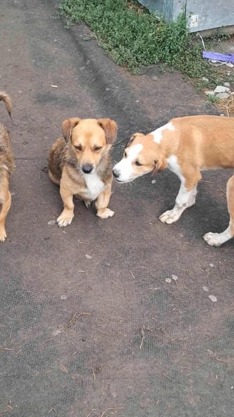 Bolek, liebenswerter Charmeur