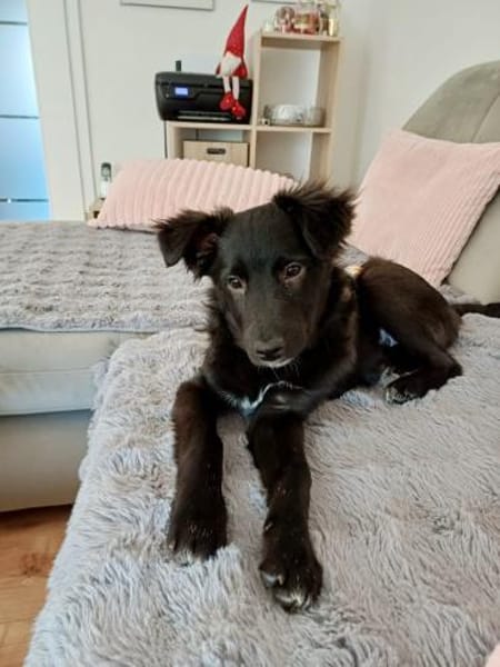 Charakter aus Gold - Hundekind sucht