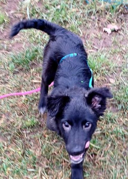 Charakter aus Gold - Hundekind sucht