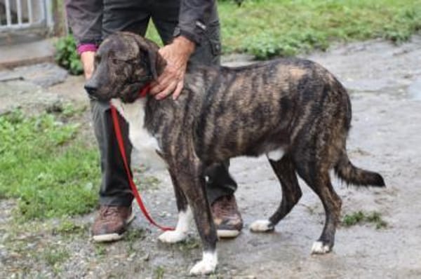 Miguel - sanfter, zutraulicher Rüde