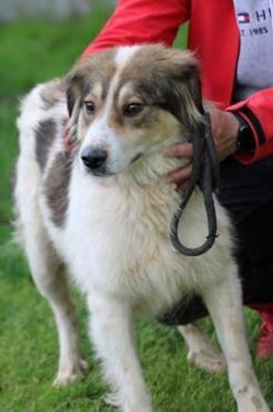 Niti - liebenswert u. angenehm