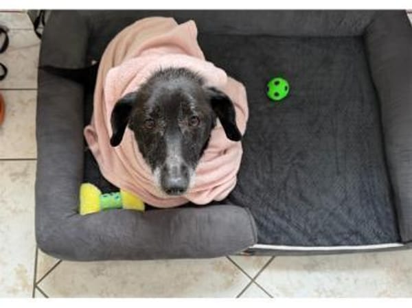 Erasmus - wartet in 66333 Völklingen