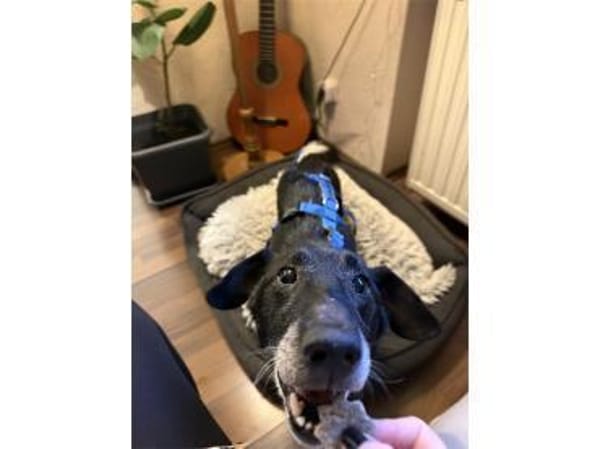 Erasmus - wartet in 66333 Völklingen