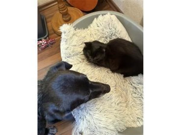 Erasmus - wartet in 66333 Völklingen