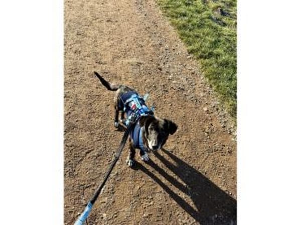 Erasmus - wartet in 66333 Völklingen