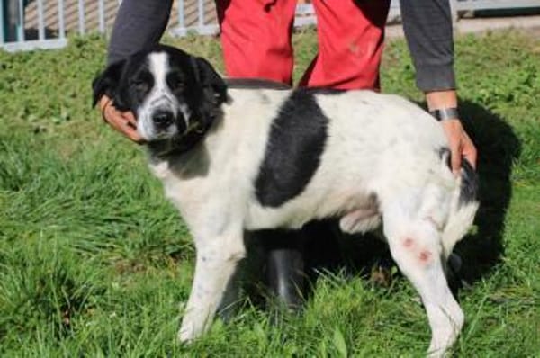 Bobi - gutgelaunt u. verspielt