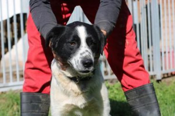 Bobi - gutgelaunt u. verspielt