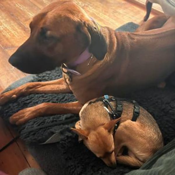 Charlie - liebevoll&ein wahrer Schatz