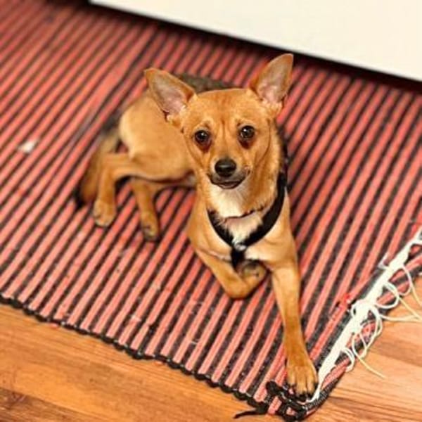 Charlie - liebevoll&ein wahrer Schatz