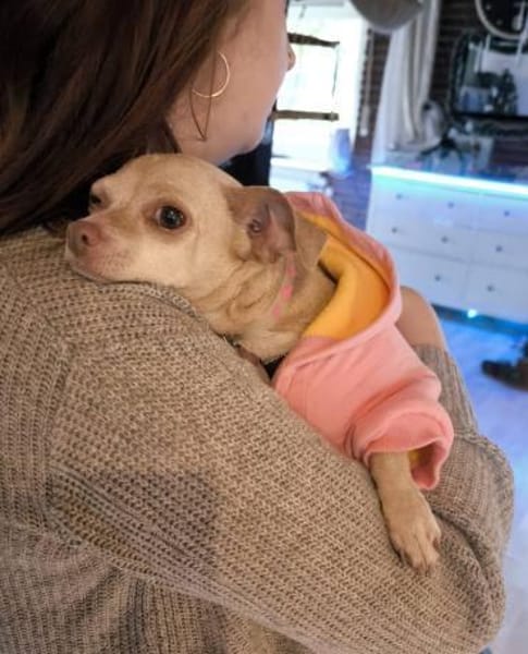 Mona, Chihuahua sucht neue Familie