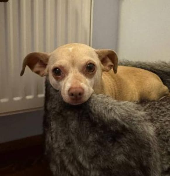 Mona, Chihuahua sucht neue Familie