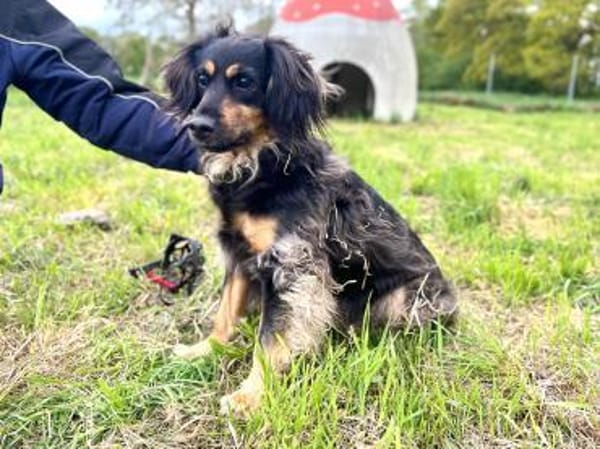Michel sucht die Nadel im Heuhaufen🍀