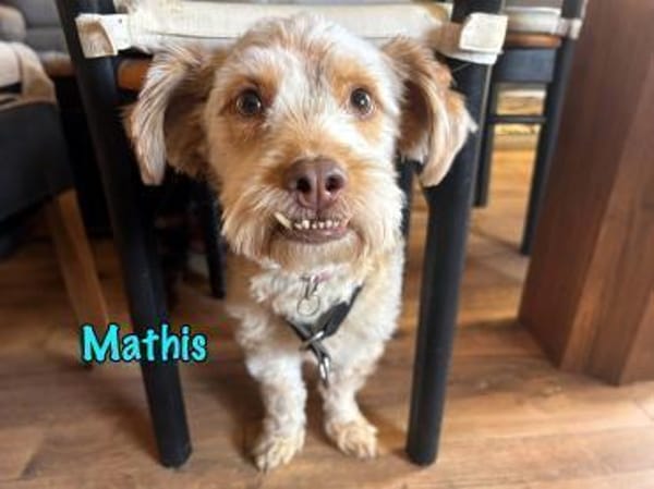 NOTFALL Mathis DRINGEND Körbchen gesucht