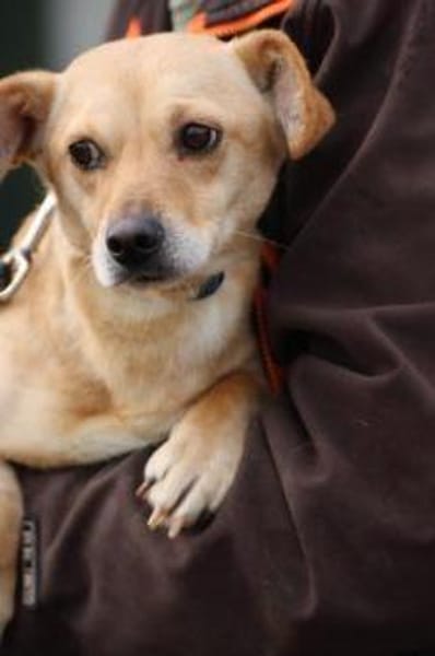 Kiani - verschmust u. sehr lieb