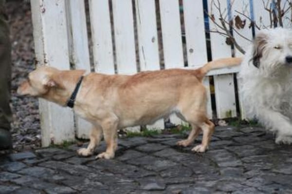 Kiani - verschmust u. sehr lieb