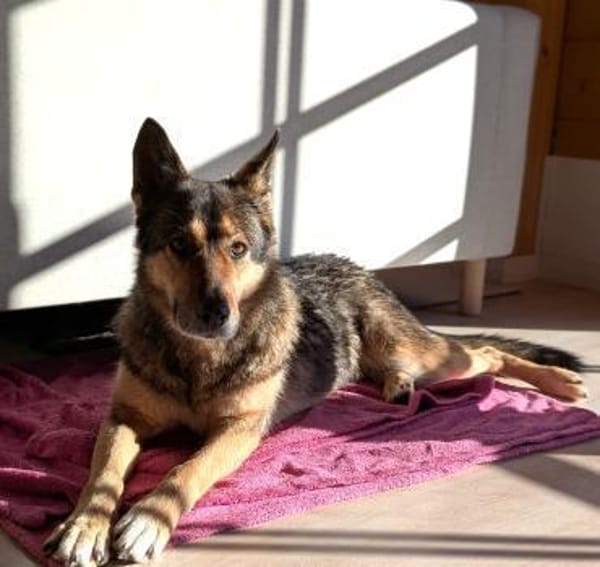 Super liebe, treue Kira bei München!