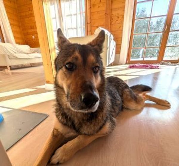 Super liebe, treue Kira bei München!