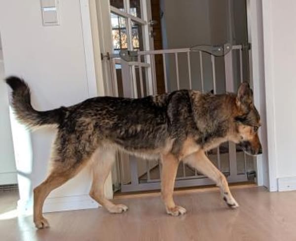 Super liebe, treue Kira bei München!