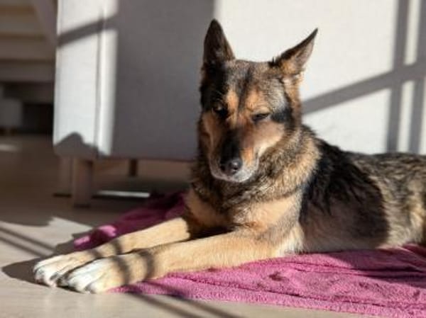 Super liebe, treue Kira bei München!