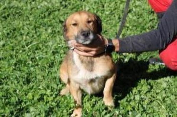 Sanjay - sehr verspielt u. kinderlieb