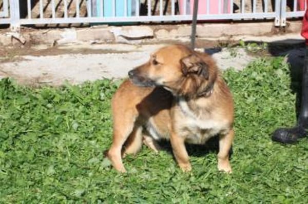 Sanjay - sehr verspielt u. kinderlieb