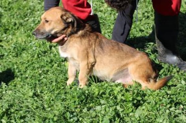 Sanjay - sehr verspielt u. kinderlieb