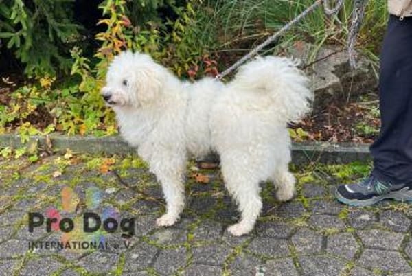 Fénix auf Pflegestelle in Langenbrand