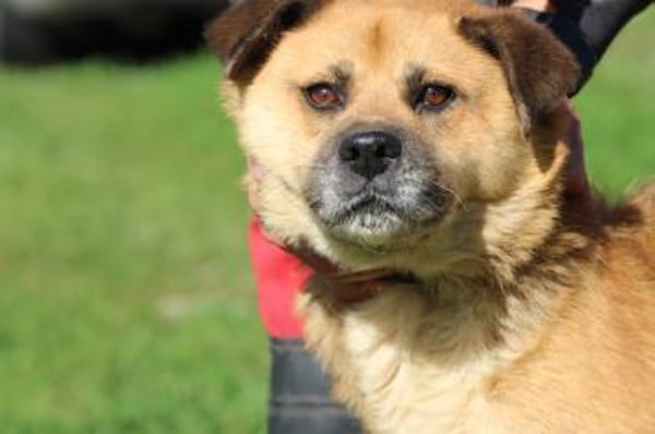 Mirosha - freundliche Familienhündin