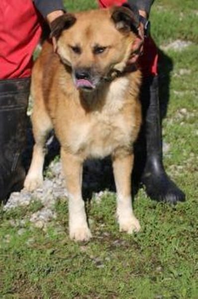 Mirosha - freundliche Familienhündin