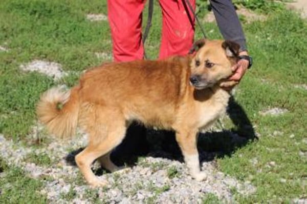 Mirosha - freundliche Familienhündin