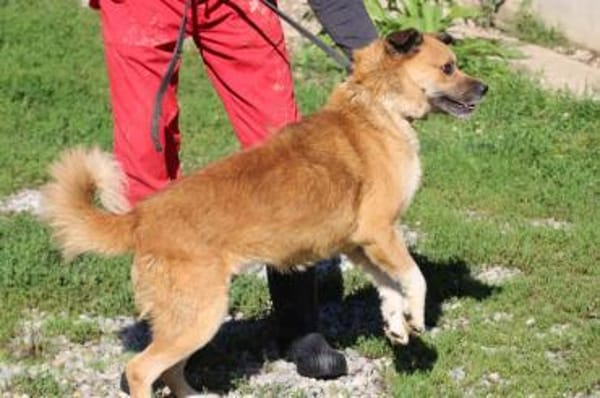 Mirosha - freundliche Familienhündin