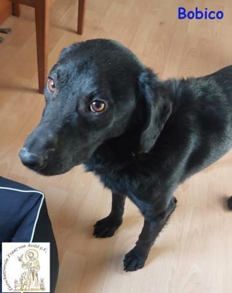 Bobico  der süße Rüde