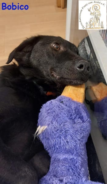 Bobico  der süße Rüde