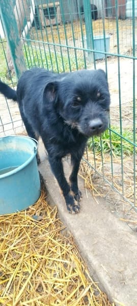 Liebenswerter Mack hofft auf euch