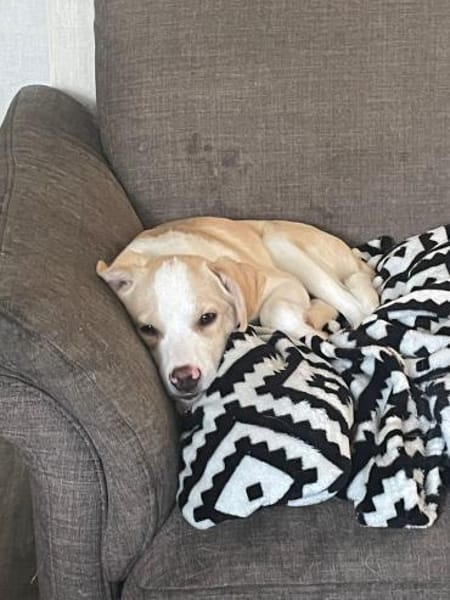 Kleiner Loki❤ sucht liebevolles Heim