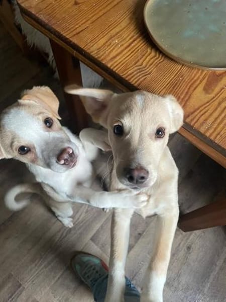 Kleiner Loki❤ sucht liebevolles Heim