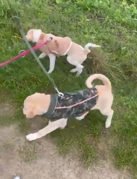 Kleiner Loki❤ sucht liebevolles Heim