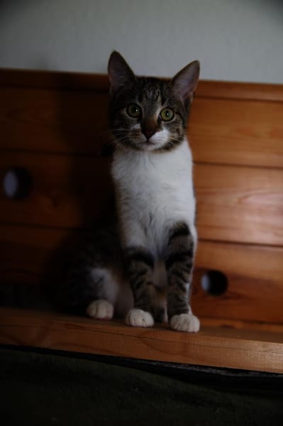 Katzenkind SUKI sucht ihr Zuhause!