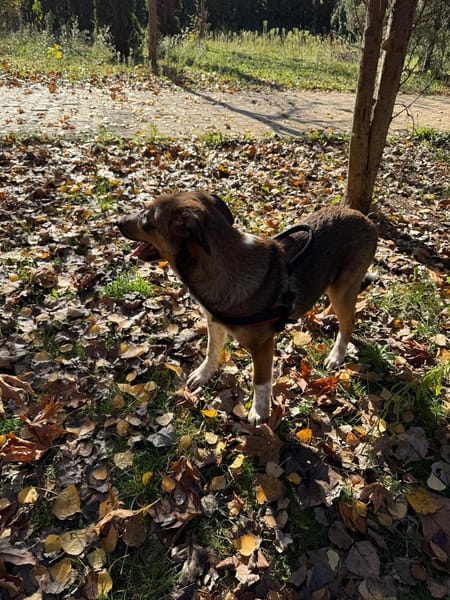 Vita eine unkomplizierte Traumhündin