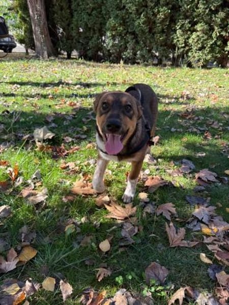 Vita eine unkomplizierte Traumhündin