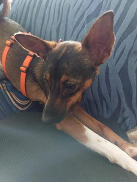 Yoko1 sucht ein Zuhause