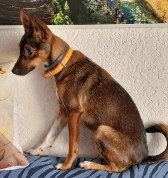 Yoko1 sucht ein Zuhause