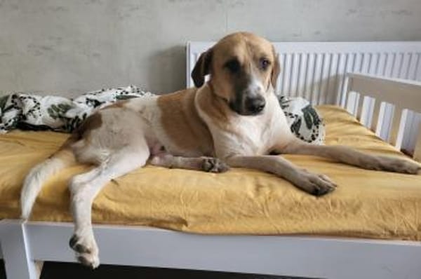 Felicio wartet in 99718 Greussen