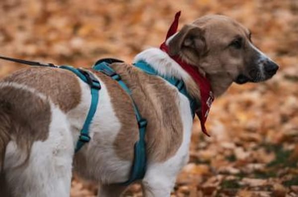 Felicio wartet in 99718 Greussen