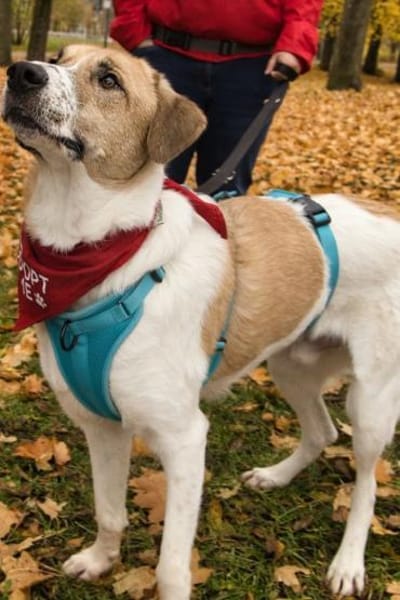 Felicio wartet in 99718 Greussen