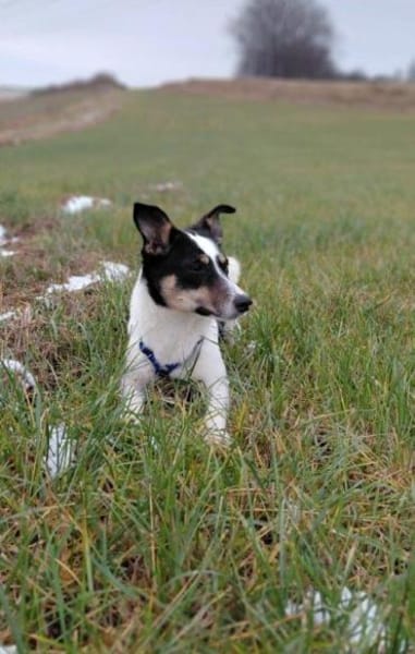 tolle Hündin Triada auf PS in 86637