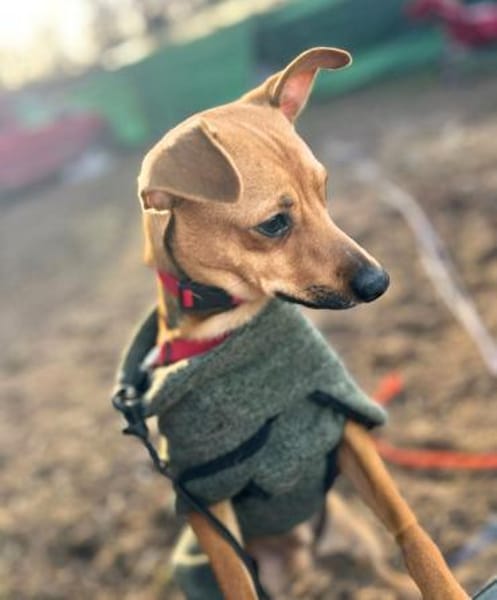 Ivan - aufgeschlossen bei Fremden